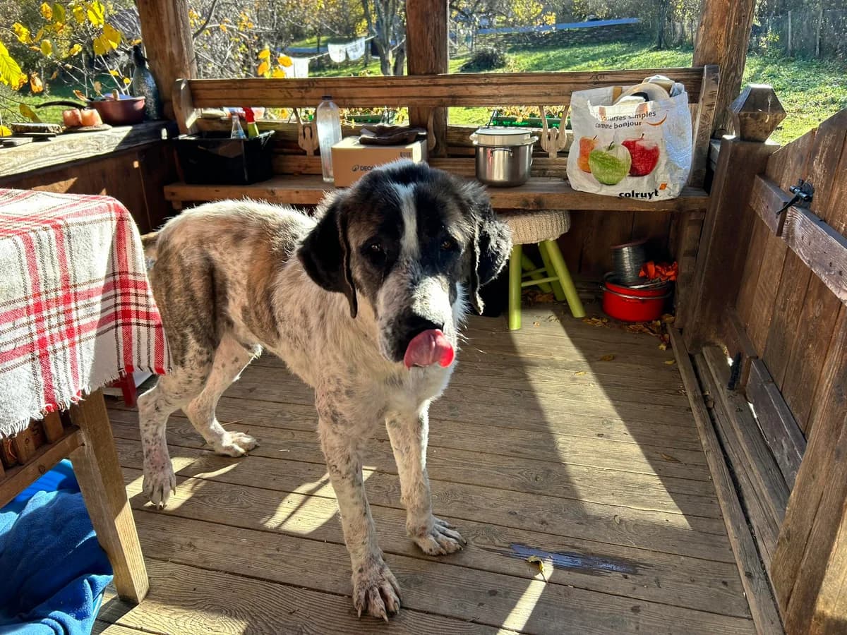 Clooney, male 3yo Mixed Breed for adoption at Ein Herz für Streuner e.V., München