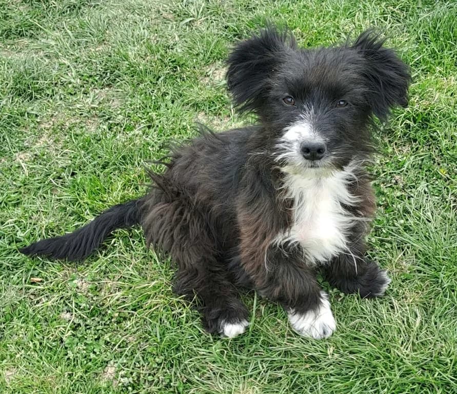 Clooney, schwarz puppy Mixed Breed for adoption at Ein Herz für Streuner e.V., München