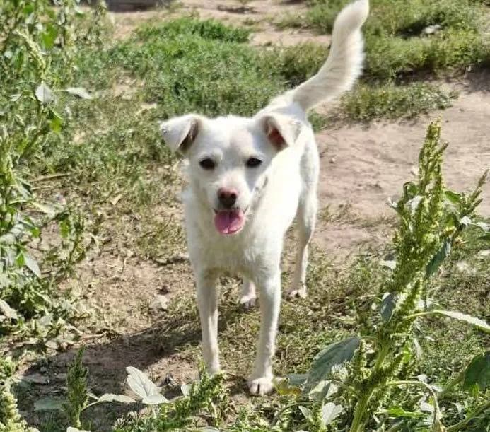 Cloud, female young Mixed Breed for adoption at Ein Herz für Streuner e.V., München