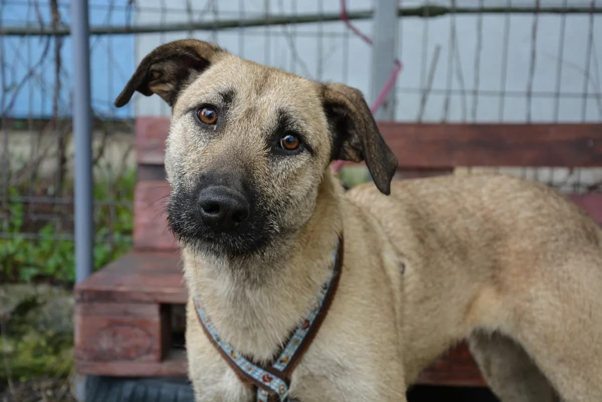 Cloudy, female young Mixed Breed for adoption at Ein Herz für Streuner e.V., München