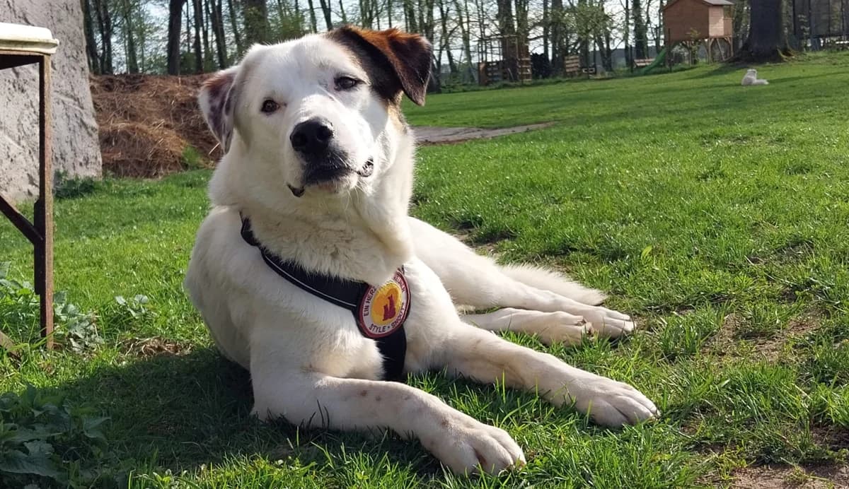 Clover, male young Mixed Breed for adoption at Ein Herz für Streuner e.V., München