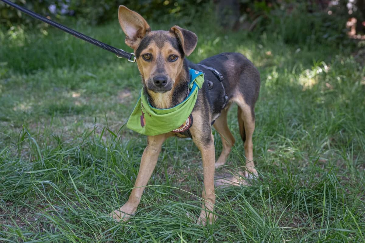 Clueso, male puppy Mixed Breed for adoption at Ein Herz für Streuner e.V., München