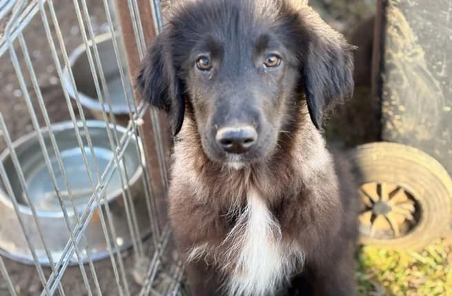 Clyde, schwarz male puppy Mixed Breed for adoption at Ein Herz für Streuner e.V., München