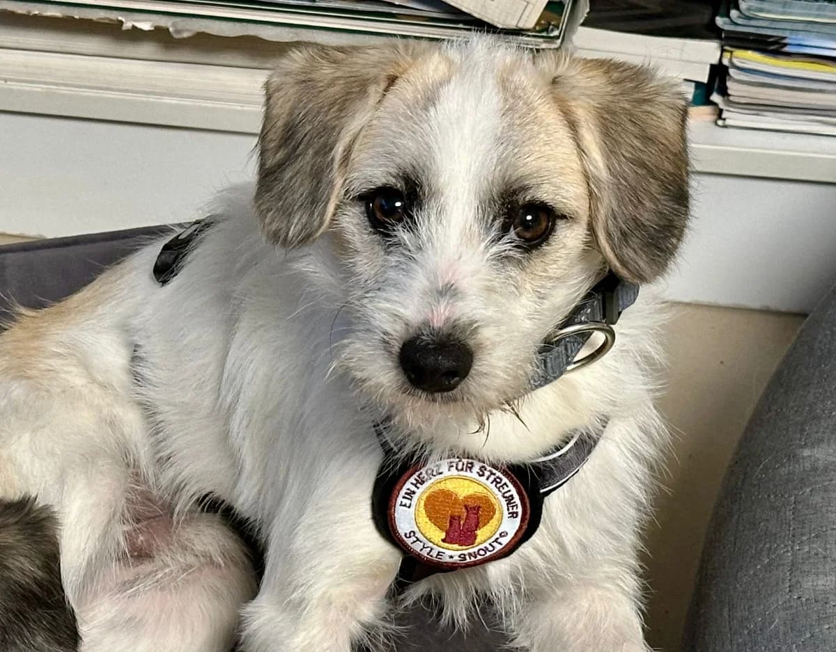 Clyde, male puppy Mixed Breed for adoption at Ein Herz für Streuner e.V., München