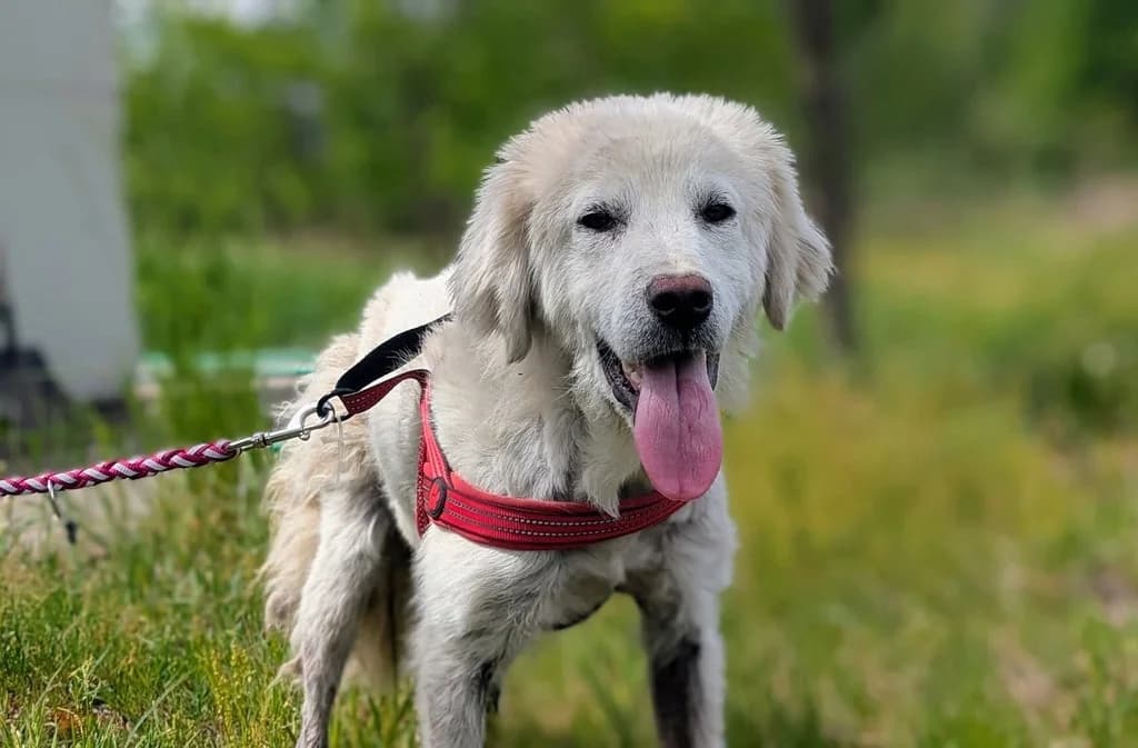 Clyde, male young Mixed Breed for adoption at Ein Herz für Streuner e.V., München