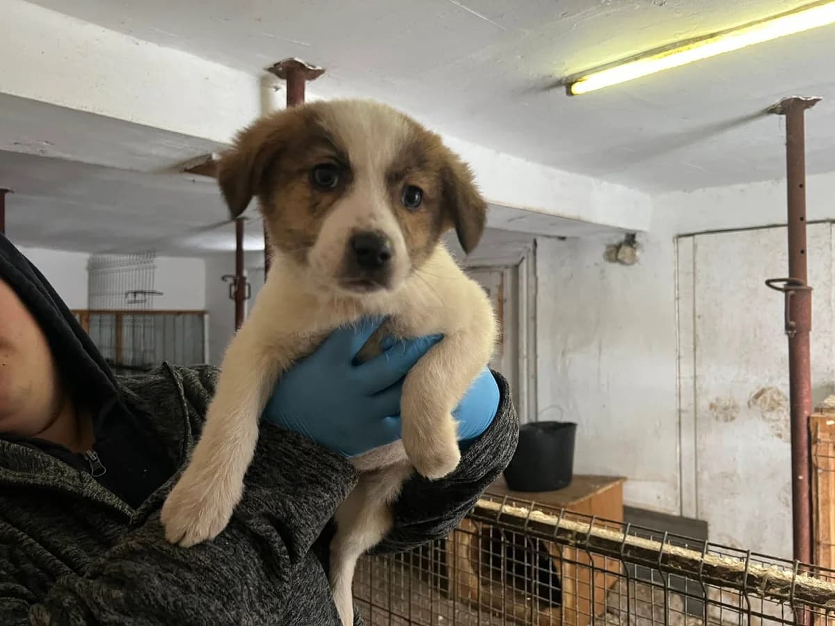 Cobi, weiß female puppy Mixed Breed for adoption at Ein Herz für Streuner e.V., München