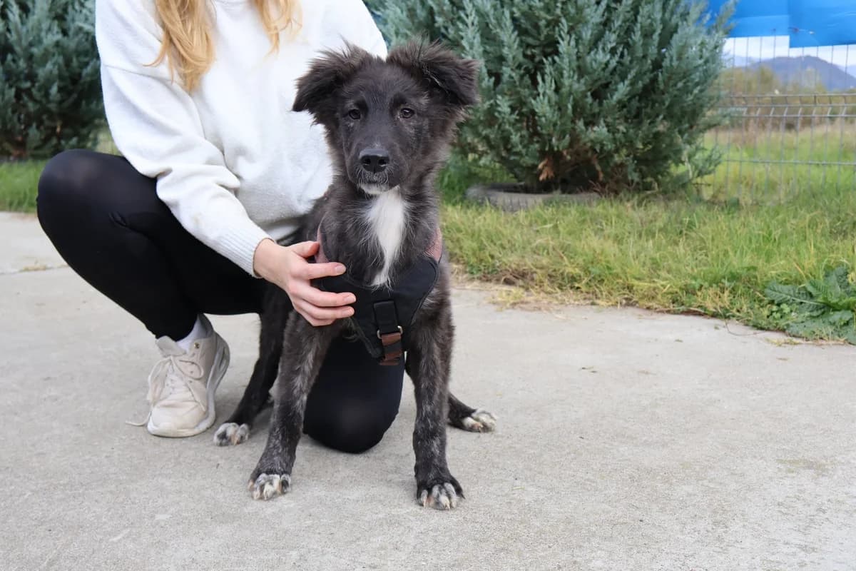 Coby, male puppy Mixed Breed for adoption at Ein Herz für Streuner e.V., München