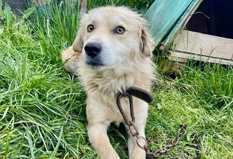 Coby, male 3yo Mixed Breed for adoption at Ein Herz für Streuner e.V., München