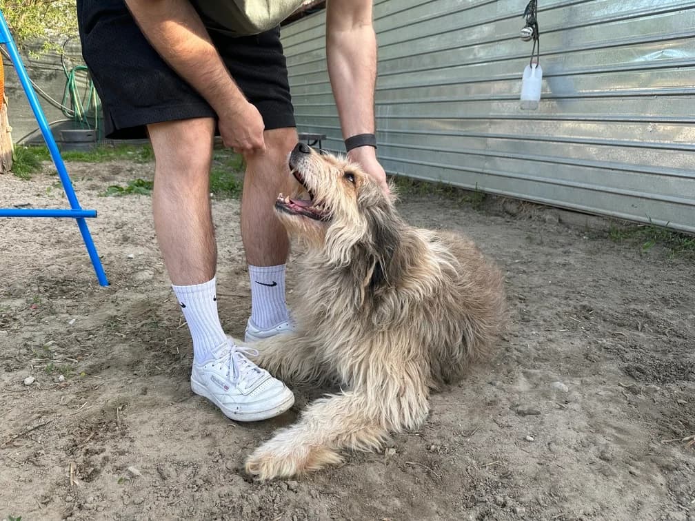 Coby, male 5yo Mixed Breed for adoption at Ein Herz für Streuner e.V., München