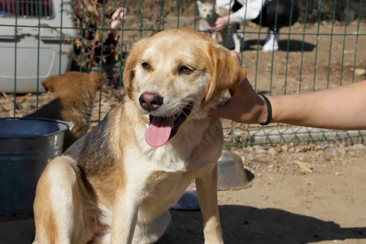 Coccola, female young Mixed Breed for adoption at Ein Herz für Streuner e.V., München