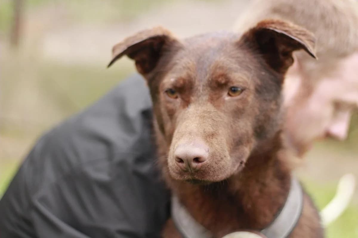 Coco, female young Mixed Breed for adoption at Ein Herz für Streuner e.V., München