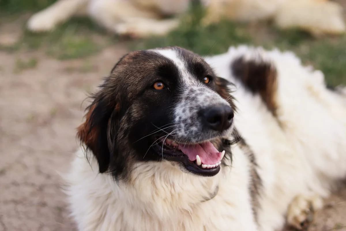 Coco, weiß female 4yo Mixed Breed for adoption at Ein Herz für Streuner e.V., München
