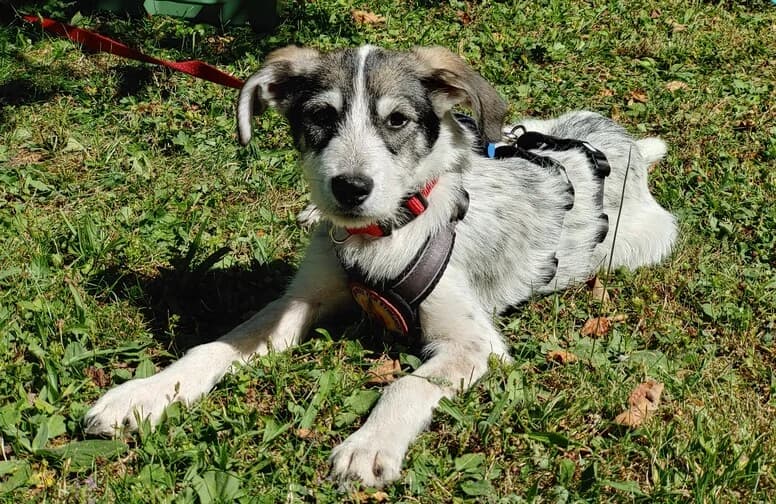 Cody, weiß female puppy Mixed Breed for adoption at Ein Herz für Streuner e.V., München