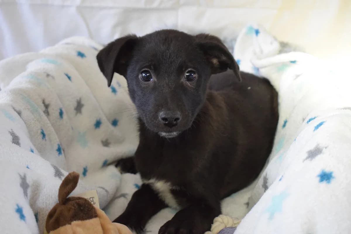 Cody, male puppy Mixed Breed for adoption at Ein Herz für Streuner e.V., München