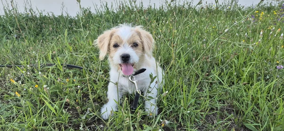 Cody, male puppy Mixed Breed for adoption at Ein Herz für Streuner e.V., München