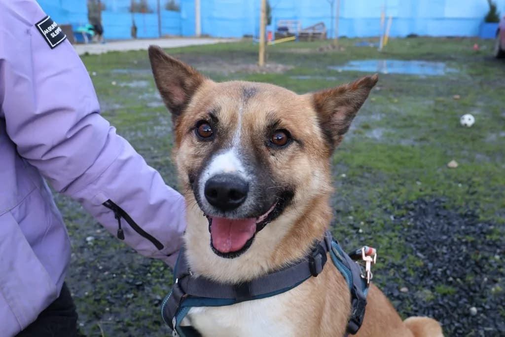 Coju, weiß male 6yo Mixed Breed for adoption at Ein Herz für Streuner e.V., München