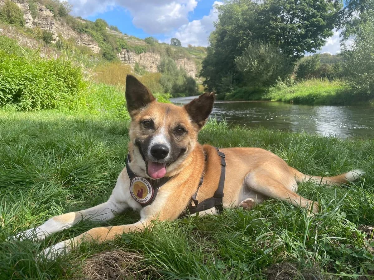 Coju, male 6yo Mixed Breed for adoption at Ein Herz für Streuner e.V., München