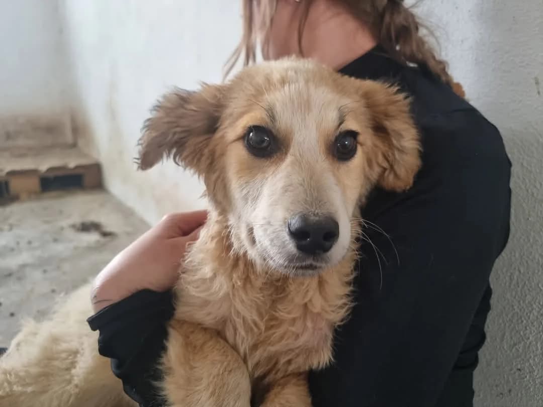 Colada, female puppy Mixed Breed for adoption at Ein Herz für Streuner e.V., München