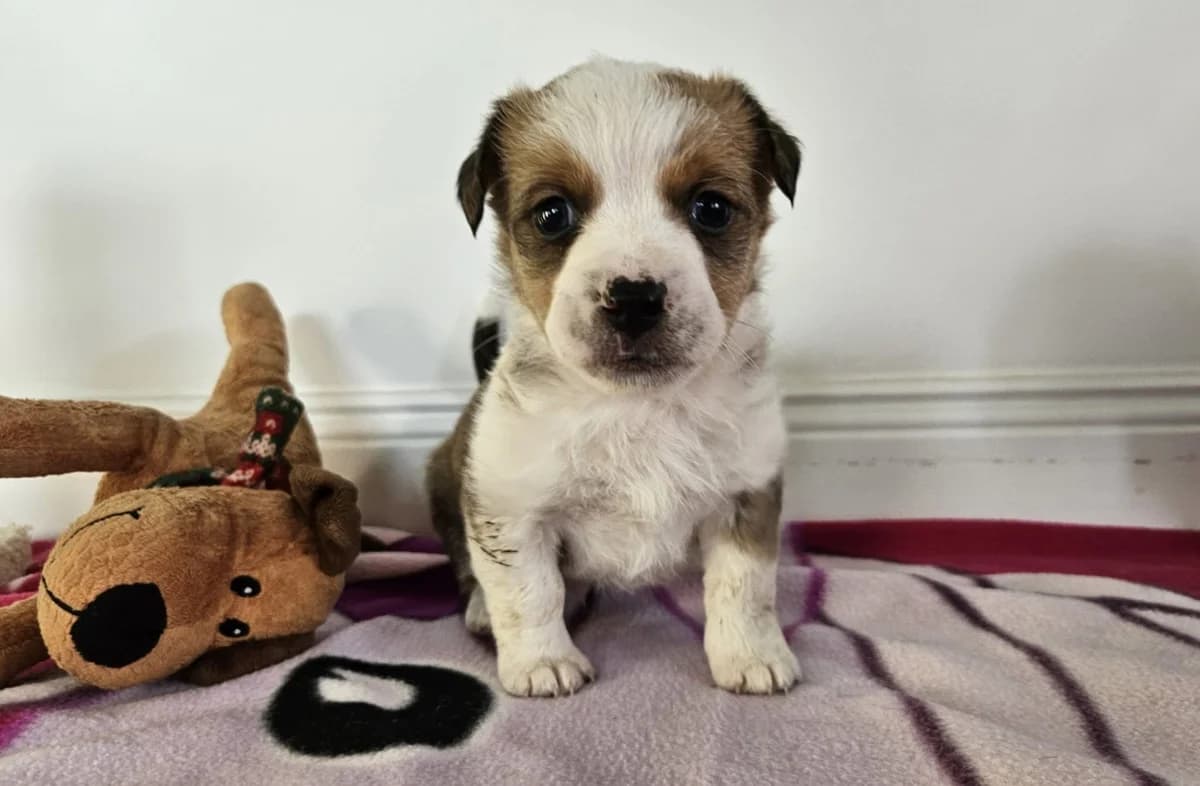 Colbin, male puppy Mixed Breed for adoption at Ein Herz für Streuner e.V., München
