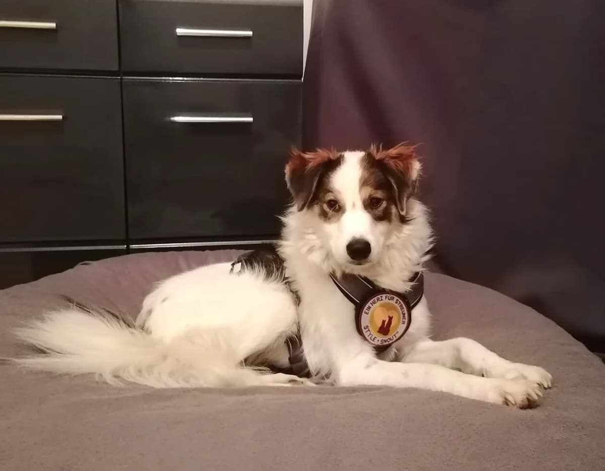 Colette, female 3yo Mixed Breed for adoption at Ein Herz für Streuner e.V., München