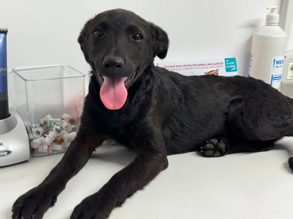 Colita, female puppy Mixed Breed for adoption at Ein Herz für Streuner e.V., München