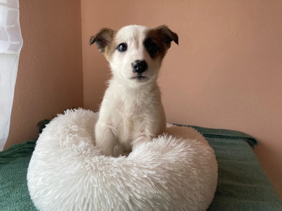 Colleen, weiß female puppy Mixed Breed for adoption at Ein Herz für Streuner e.V., München