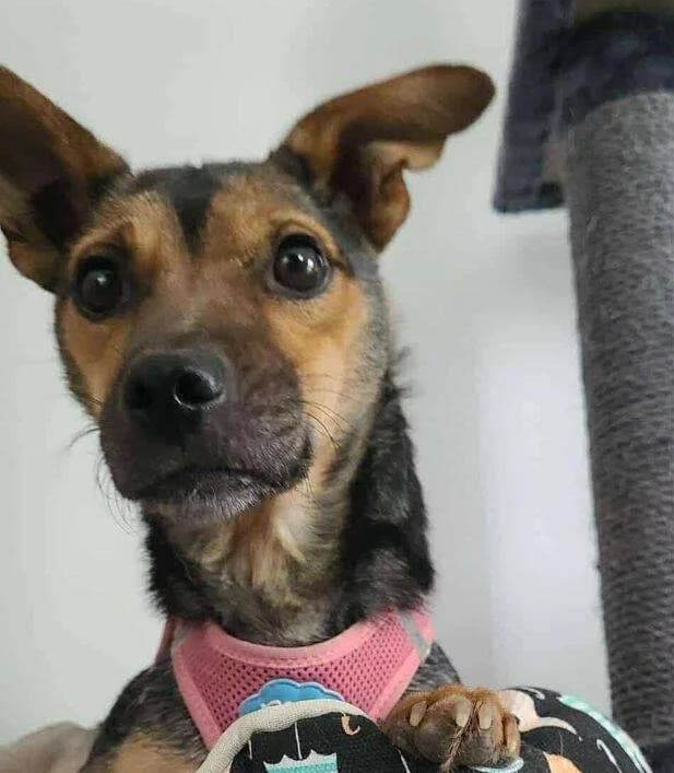 Colleen, Mixed Breed for adoption at Ein Herz für Streuner e.V., München