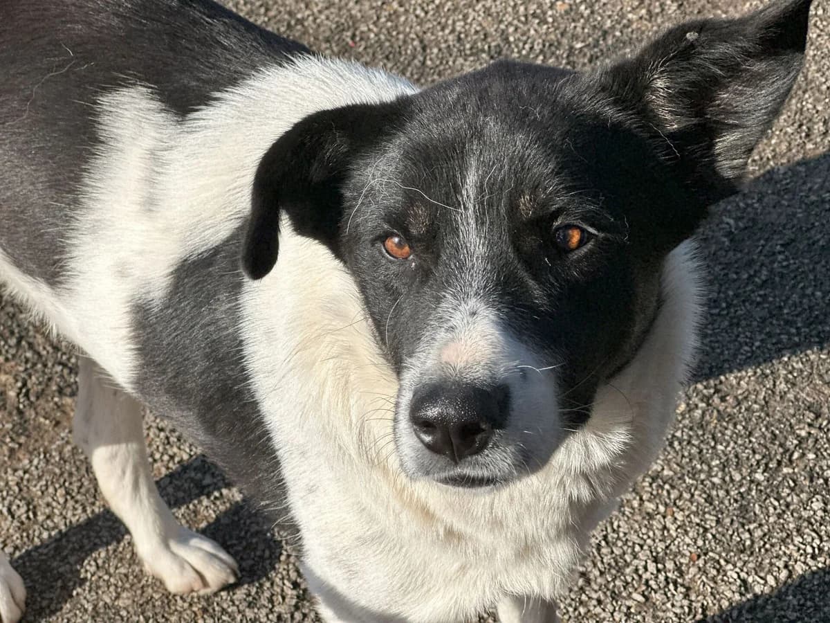 Collin, schwarz male 5yo Mixed Breed for adoption at Ein Herz für Streuner e.V., München
