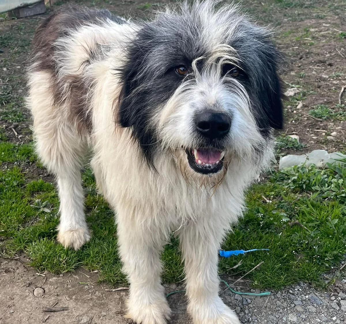 Colombo, male 5yo Mixed Breed for adoption at Ein Herz für Streuner e.V., München