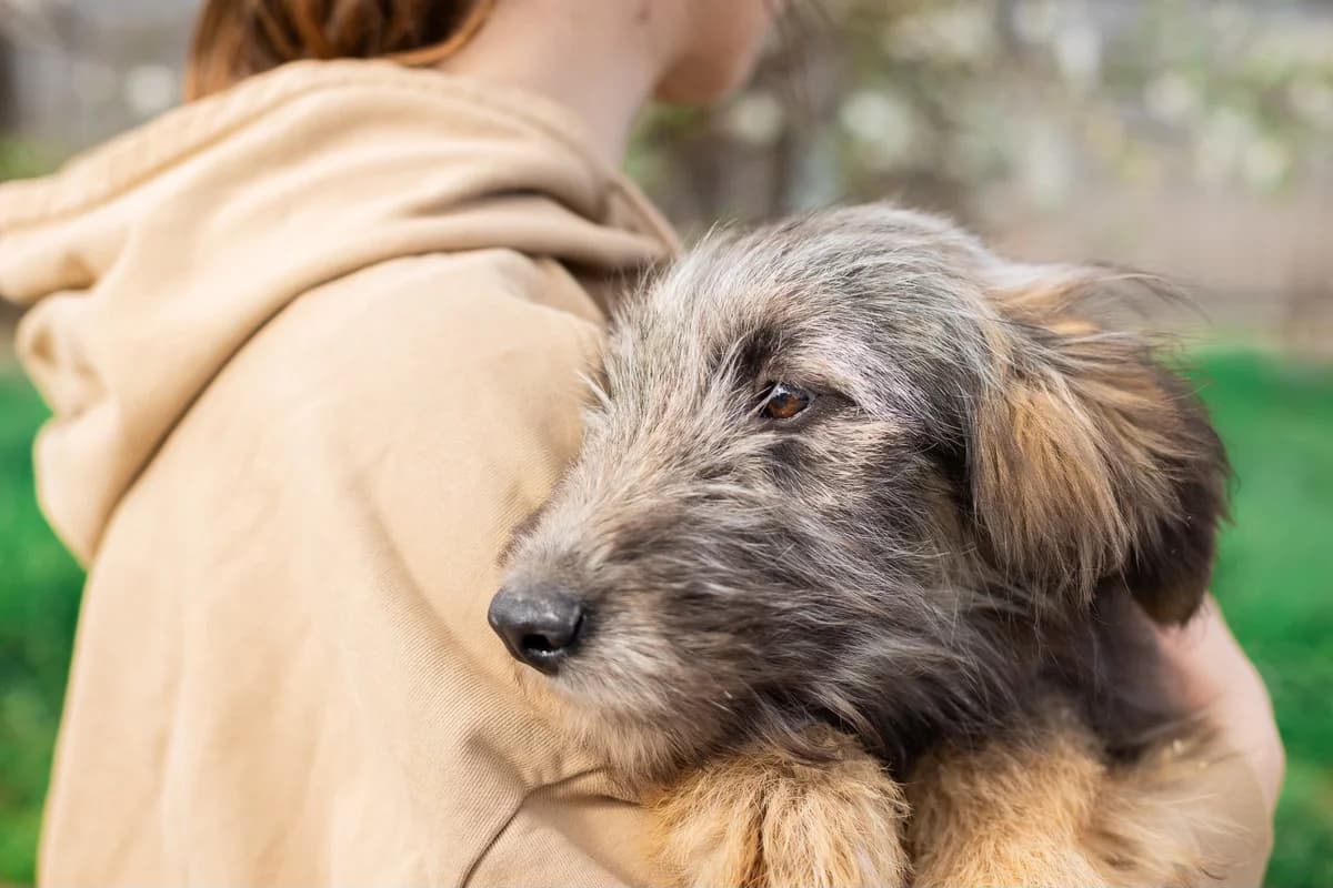 Colonel, male puppy Mixed Breed for adoption at Ein Herz für Streuner e.V., München