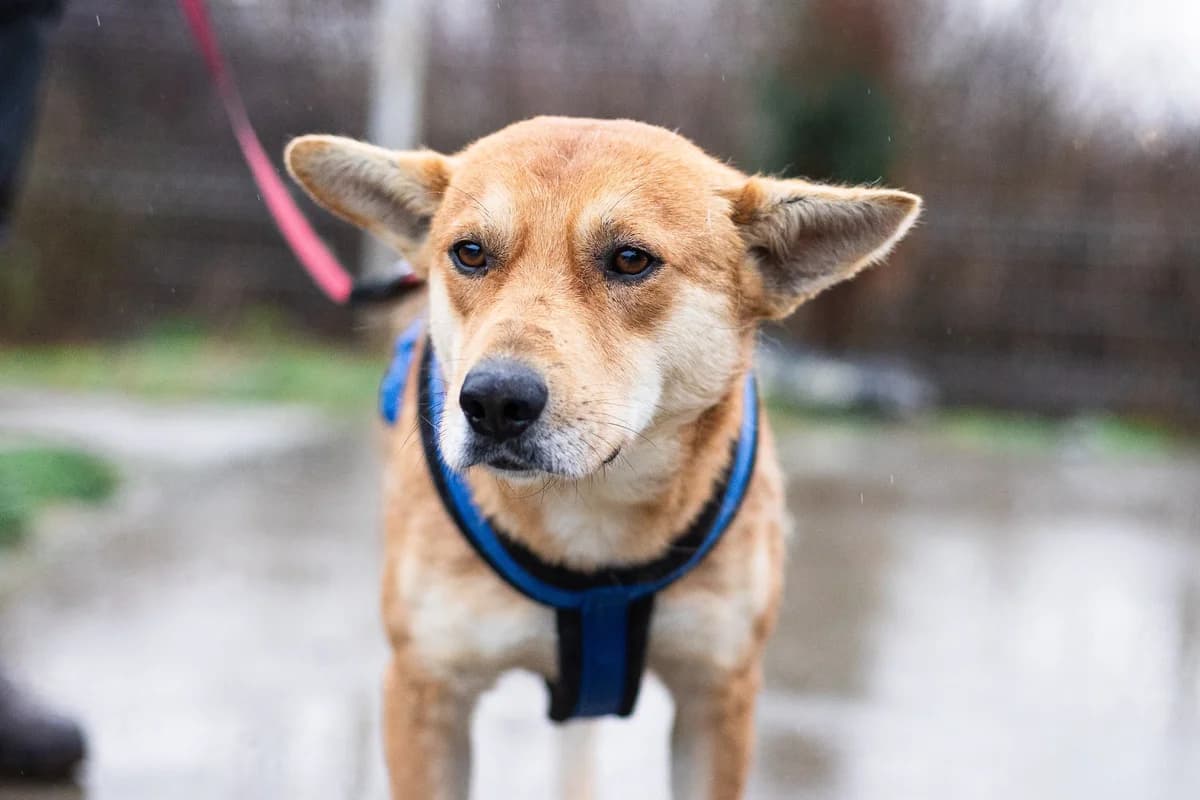Conero, weiß male 5yo Mixed Breed for adoption at Ein Herz für Streuner e.V., München