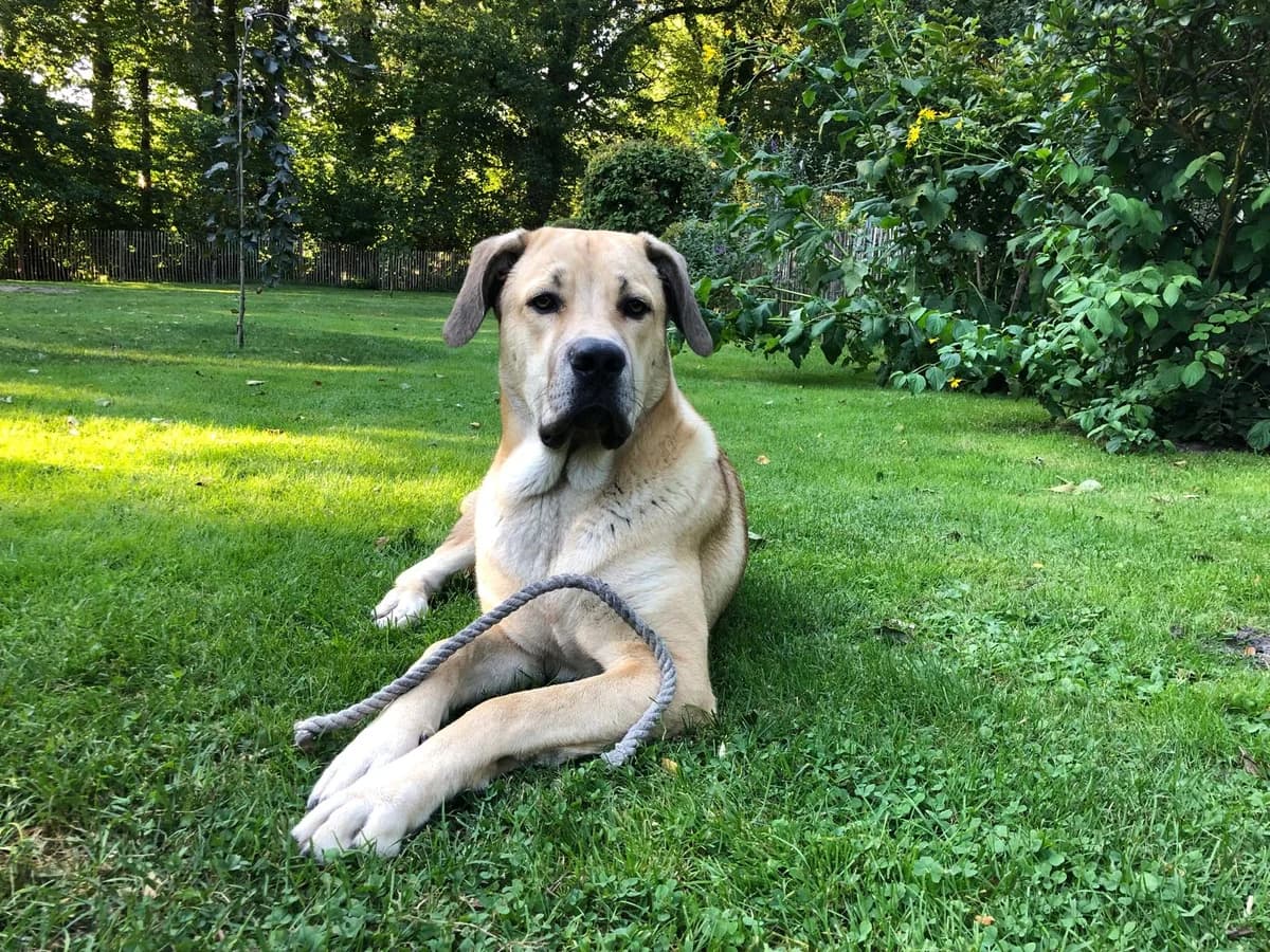 Connor, male puppy Mixed Breed for adoption at Ein Herz für Streuner e.V., München