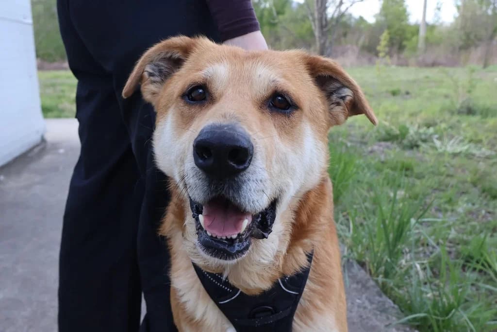 Connor, schwarz male 4yo Mixed Breed for adoption at Ein Herz für Streuner e.V., München