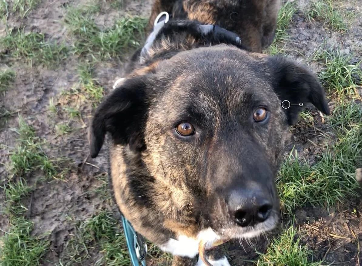 Connor, male 6yo Mixed Breed for adoption at Ein Herz für Streuner e.V., München