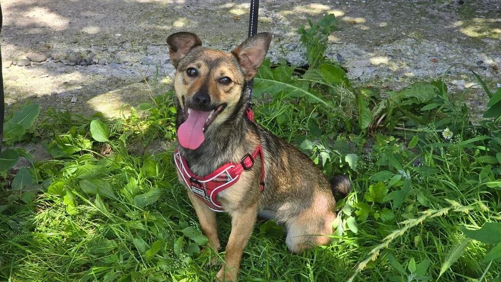 Conny, female puppy Mixed Breed for adoption at Ein Herz für Streuner e.V., München
