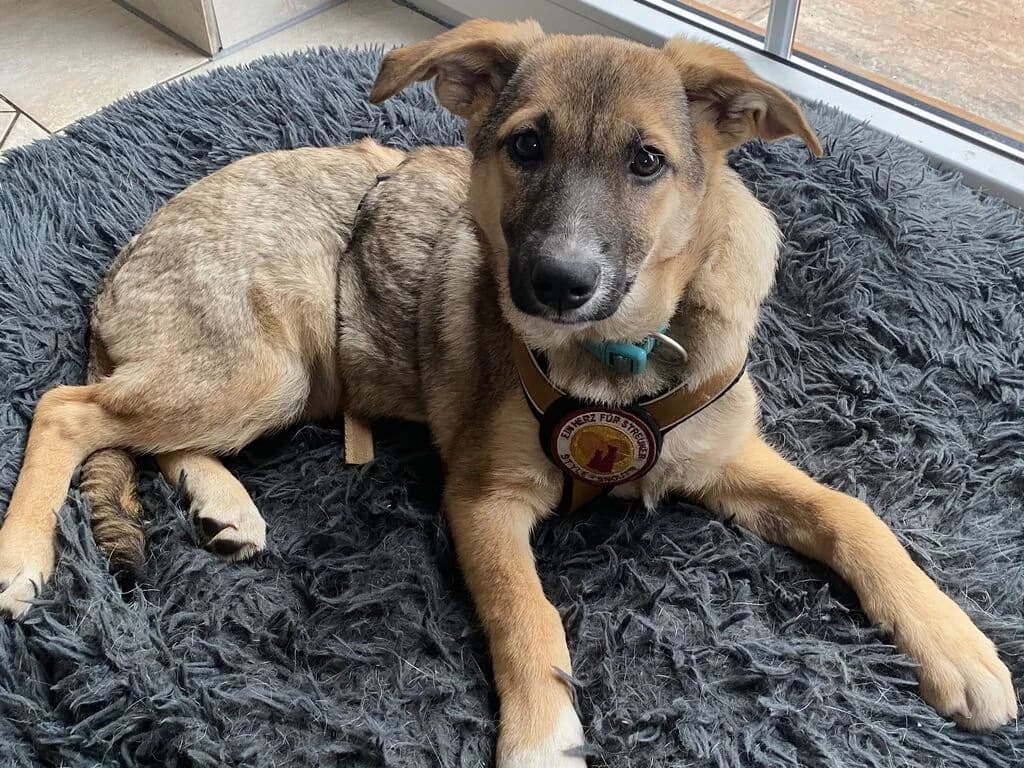Conny, female puppy Mixed Breed for adoption at Ein Herz für Streuner e.V., München