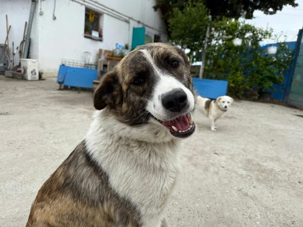 Conny, female young Mixed Breed for adoption at Ein Herz für Streuner e.V., München