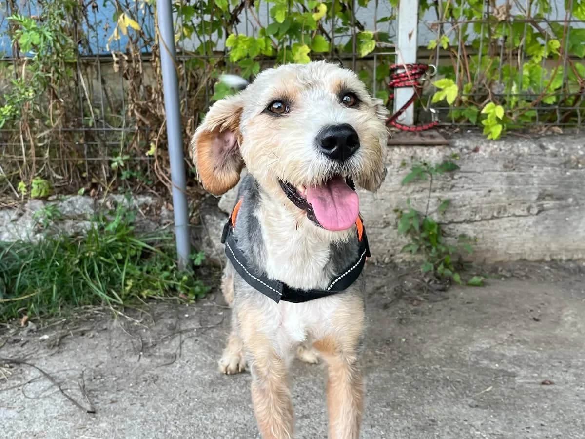 Conrad, male 3yo Mixed Breed for adoption at Ein Herz für Streuner e.V., München
