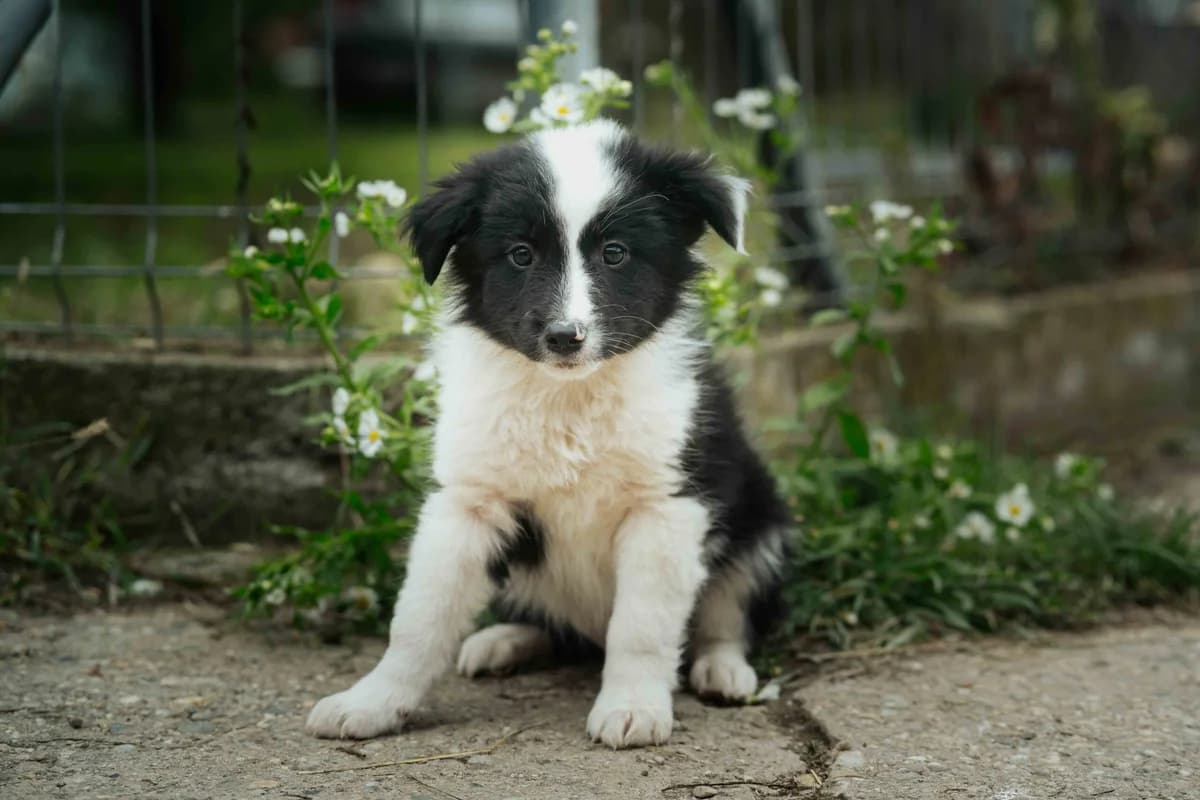 Constantin, schwarz male puppy Mixed Breed for adoption at Ein Herz für Streuner e.V., München