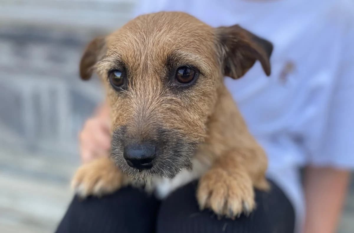 Cooki, weiß female puppy Mixed Breed for adoption at Ein Herz für Streuner e.V., München