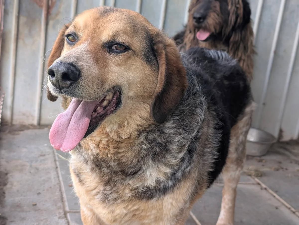 Coolio, male 7yo Mixed Breed for adoption at Ein Herz für Streuner e.V., München