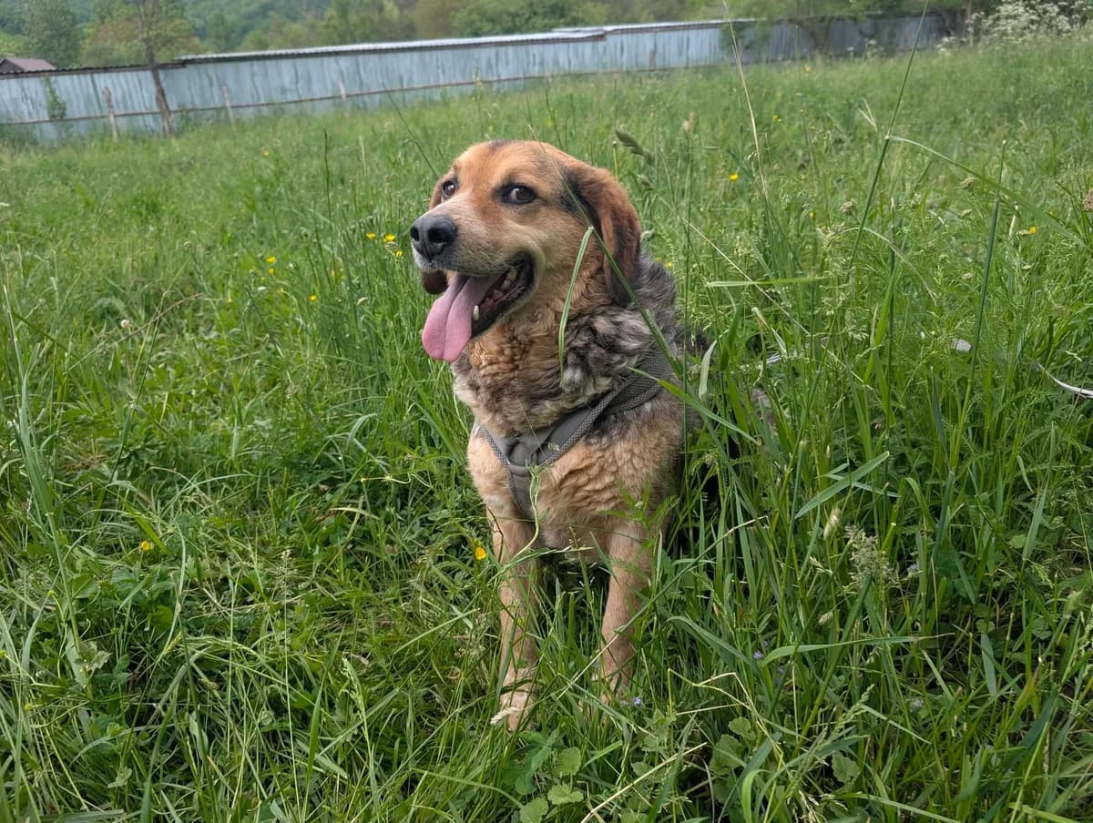 Coolio, male 5yo Mixed Breed for adoption at Ein Herz für Streuner e.V., München