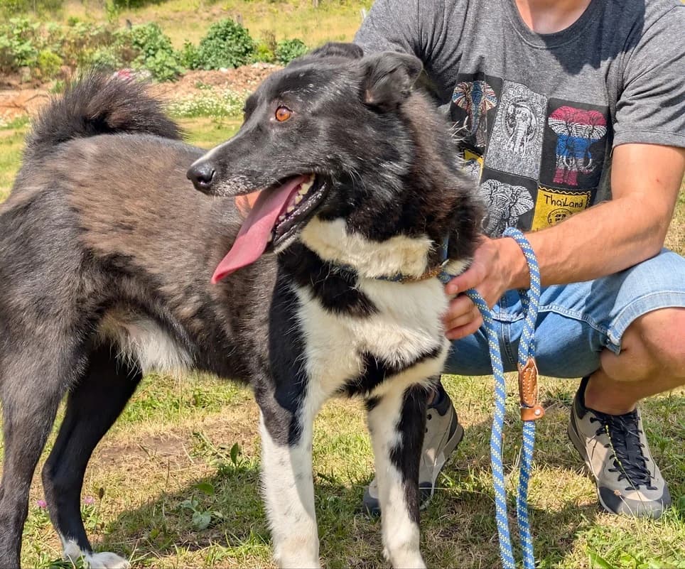 Cooper, male 5yo Mixed Breed for adoption at Ein Herz für Streuner e.V., München