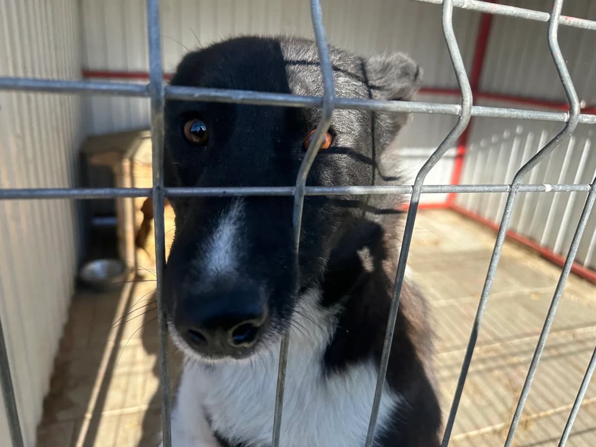 Cooper, male 5yo Mixed Breed for adoption at Ein Herz für Streuner e.V., München