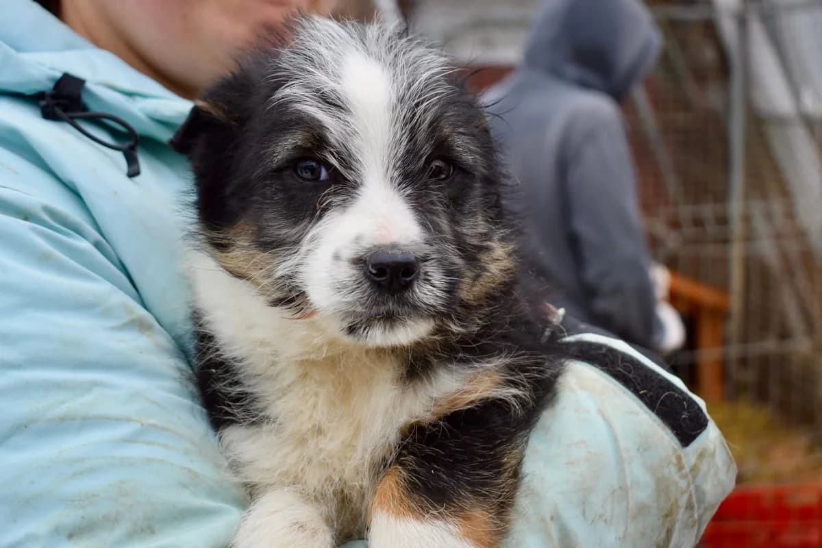 Cooper, male puppy Mixed Breed for adoption at Ein Herz für Streuner e.V., München