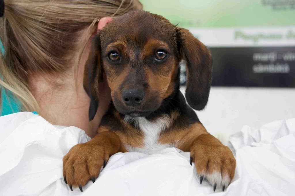 Cooper, braun male puppy Mixed Breed for adoption at Ein Herz für Streuner e.V., München