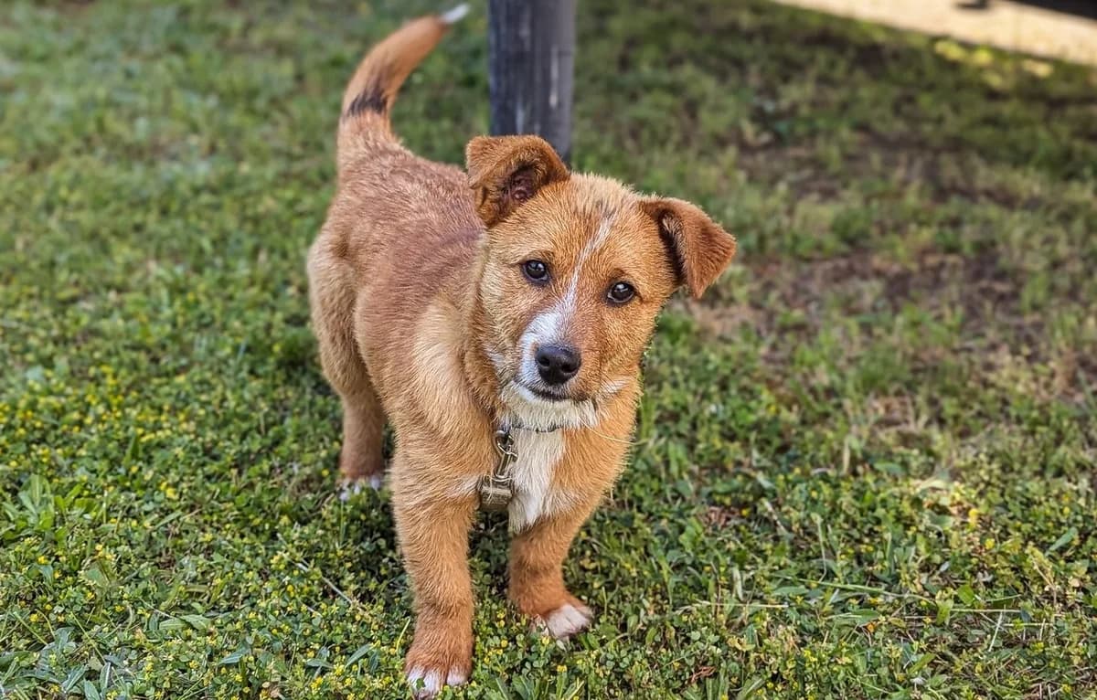 Copper, hellbraun male puppy Mixed Breed for adoption at Ein Herz für Streuner e.V., München