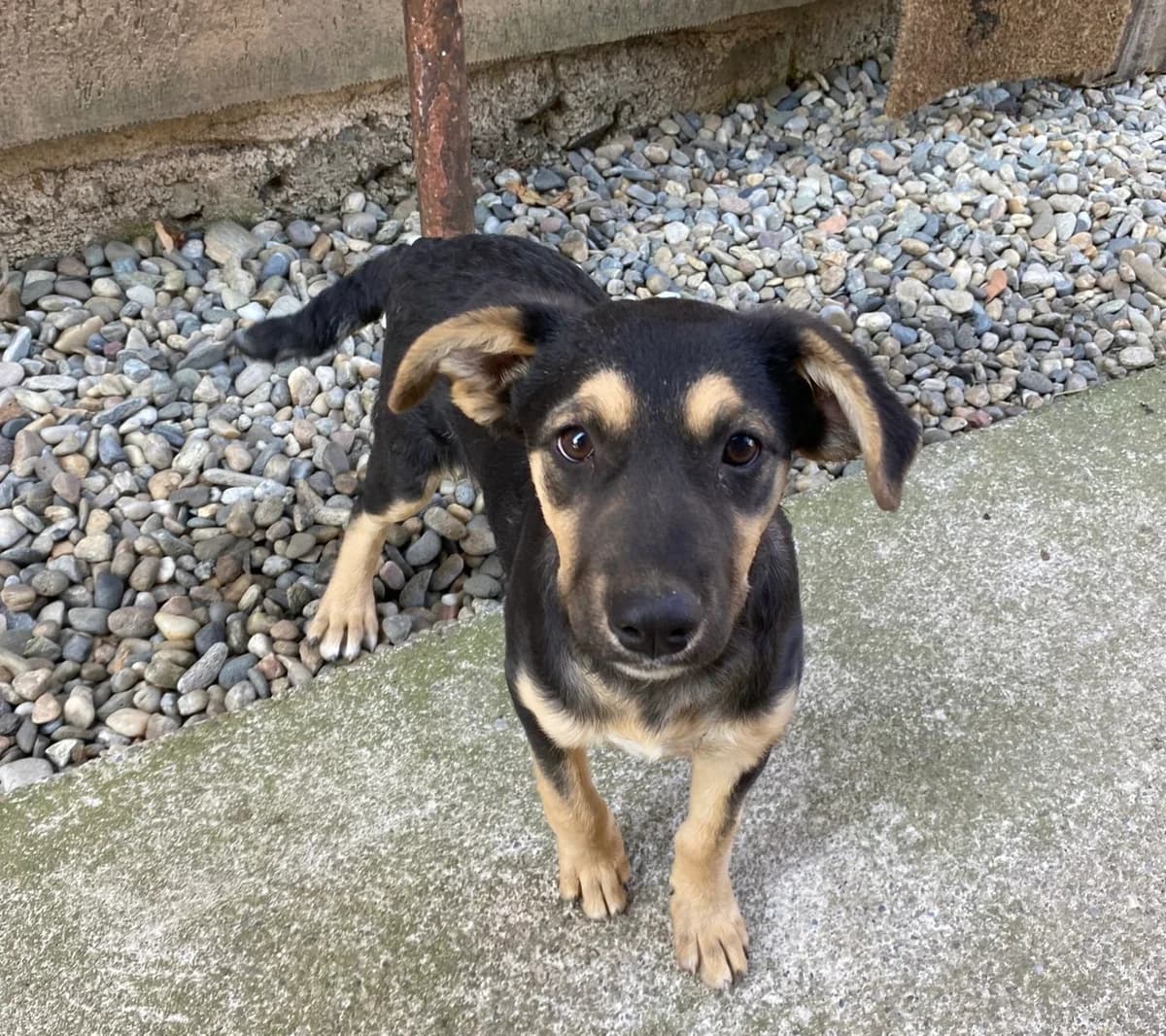 Cora, female puppy Mixed Breed for adoption at Ein Herz für Streuner e.V., München