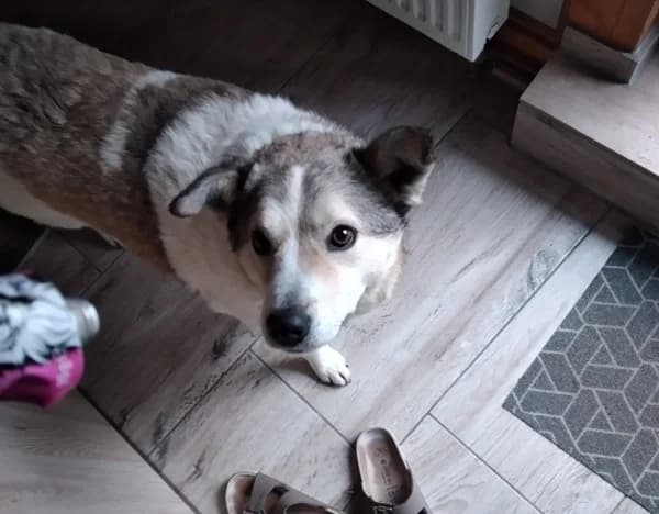 Cora, beige female 3yo Mixed Breed for adoption at Ein Herz für Streuner e.V., München