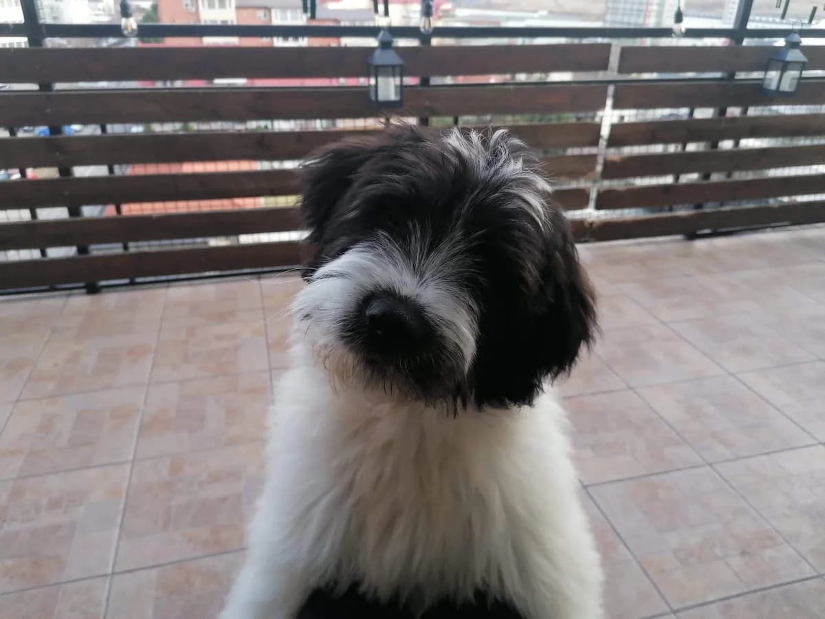 Corbi, male puppy Mixed Breed for adoption at Ein Herz für Streuner e.V., München